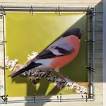 Goudvink 547 De Ijsvogel Veluwe 木屋